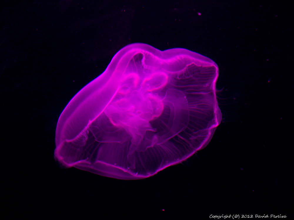 JellyfishPurple.jpg