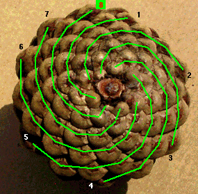 pinecone_spiral_clockwise.gif