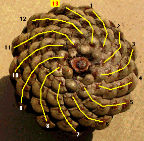 pinecone_spiral_counterclockwise.gif