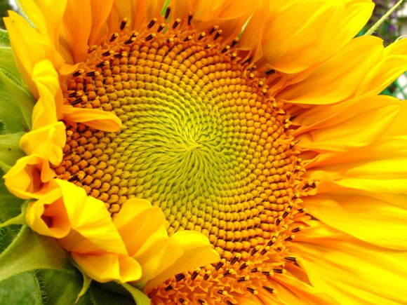 sunflower_seeds.jpg