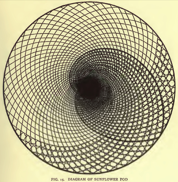 sunflower_pod_diagram.jpg