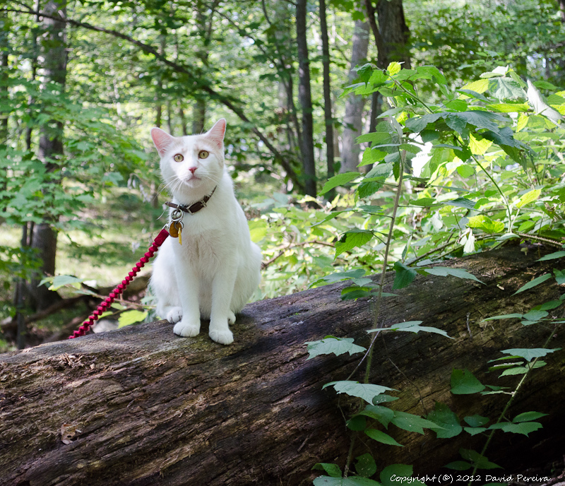 Photogenic and Fearless Hiking Cat