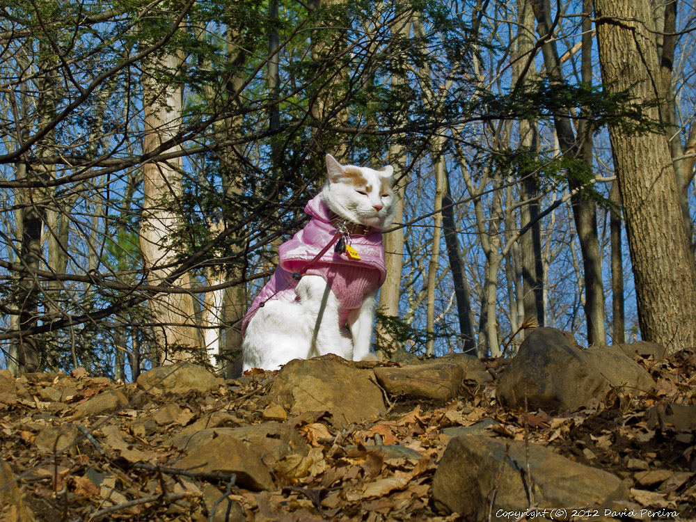 Photogenic and Fearless Hiking Cat